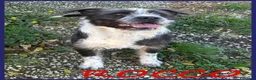 Meticcio cani in regalo: ROCCO bellissimo e pieno di vita urgente - Annuncio 1