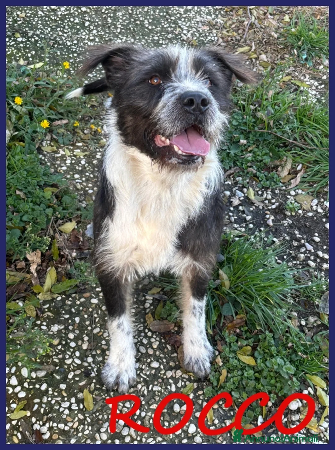 Meticcio cani in regalo: ROCCO bellissimo e pieno di vita urgente - Annuncio 1
