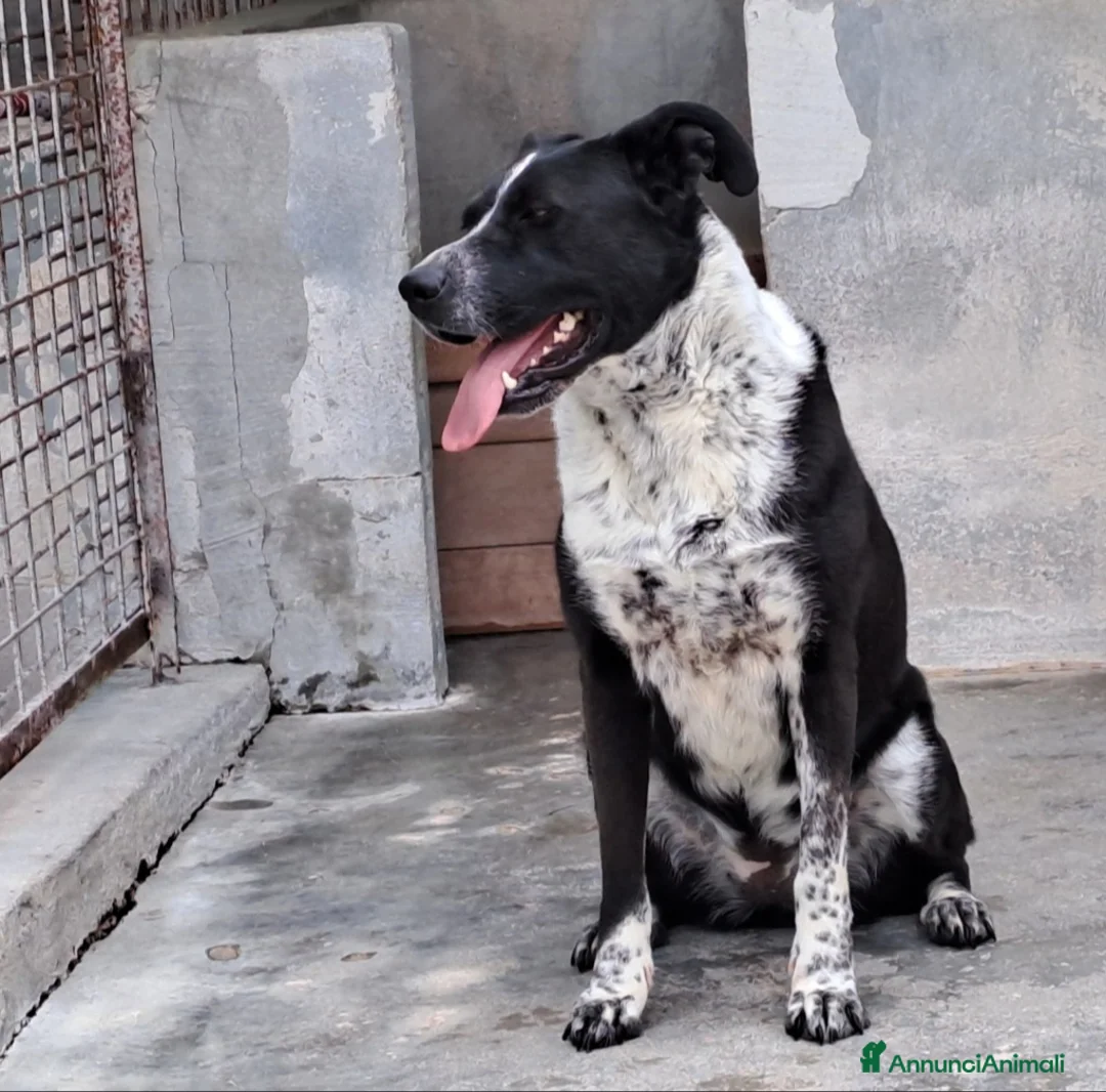 Meticcio cani in regalo: Femmina 5anni salvata 3anni fa PUGLIA SOS - Annuncio 5