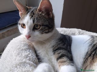 Europeo gatti So' Paoletto...er più fighetto - Annuncio 1