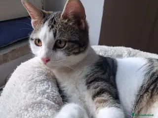 Europeo gatti So' Paoletto...er più fighetto - Annuncio 16