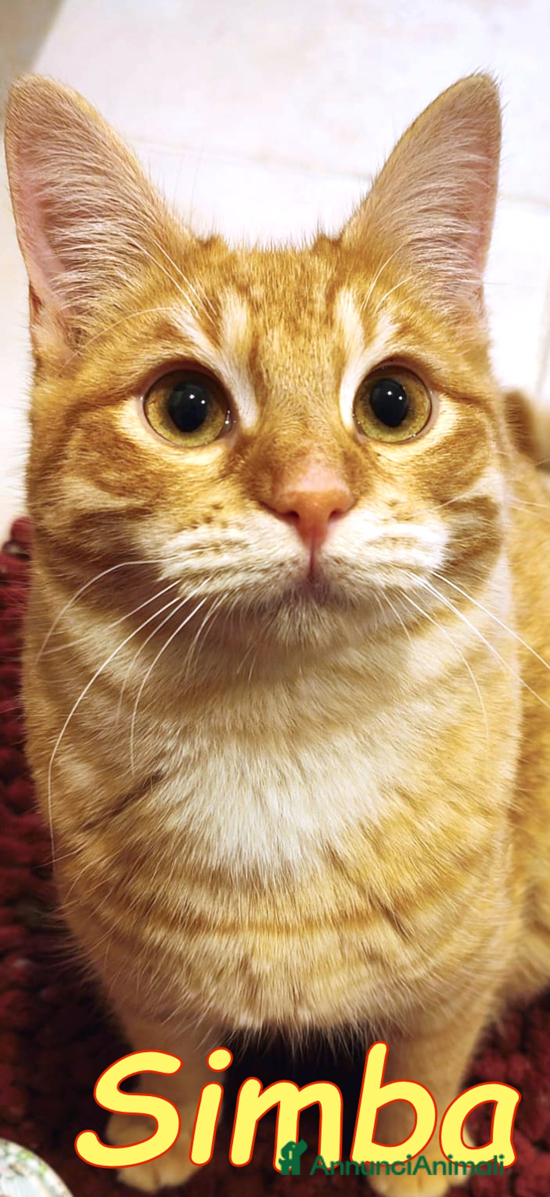 Europeo gatti in regalo: È ARRIVATO SIMBA! 🧡 - Annuncio 1