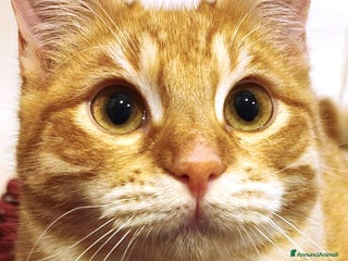 Europeo gatti È ARRIVATO SIMBA! 🧡 - Annuncio 2