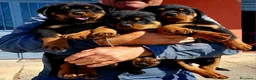 Rottweiler cani in vendita: Disponibili cuccioli rottweiler - Annuncio 17