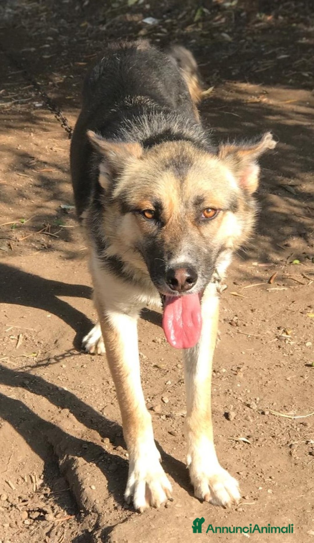 Meticcio cani in regalo: OTTO derivato pastore tedesco in adozione a Provincia di Latina - Annuncio 4