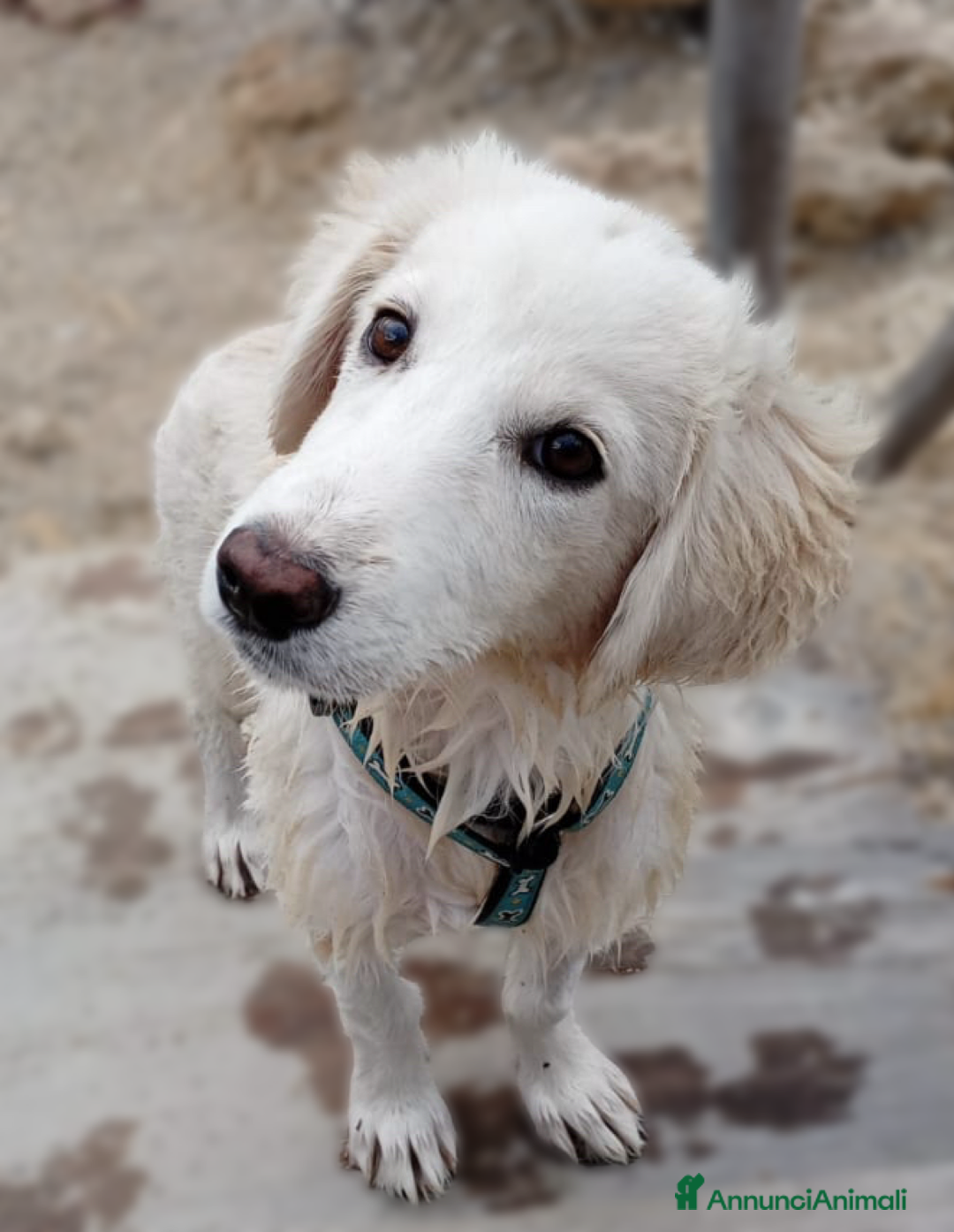 Altre razze cani in regalo: Toby splendido mix golden cerca casa - Annuncio 2
