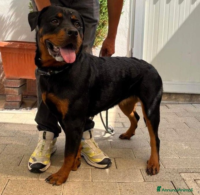 Rottweiler cani ALINA BELLISSIMA ROTT - Annuncio 1