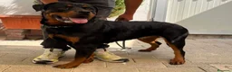 Rottweiler cani in regalo: ALINA BELLISSIMA ROTT - Annuncio 1