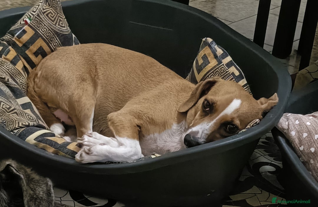 Meticcio cani in regalo: Cagnolina incrocio Beagle  a Provincia di Pavia - Immagine 2