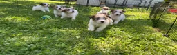 Jack Russell cani in vendita: Cucciolata jack Russell pelo ruvido pedigree - Annuncio 11
