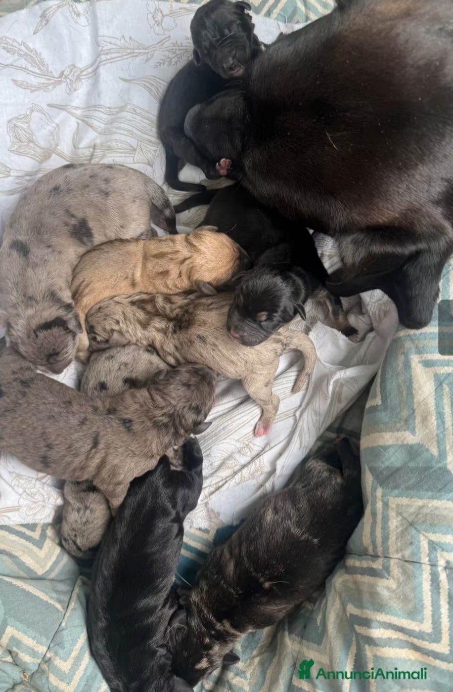 Meticcio cani CUCCIOLI a Provincia di Brescia - Annuncio 13