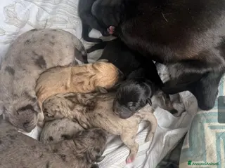 Meticcio cani CUCCIOLI a Provincia di Brescia - Annuncio 13