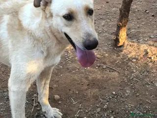 Altre razze cani Mix Pastorina quasi 2anni pelo chiaro.SOS CALABRIA a Città metropolitana di Milano - Annuncio 1