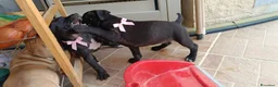 Staffordshire cani in vendita: Cuccioli Staffordshire bull terrier  - Annuncio 6