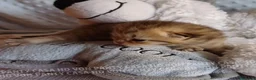 Scottish gatti in vendita: Cuccioli Scottish Fold e Straight a Provincia di Reggio Emilia - Annuncio 34