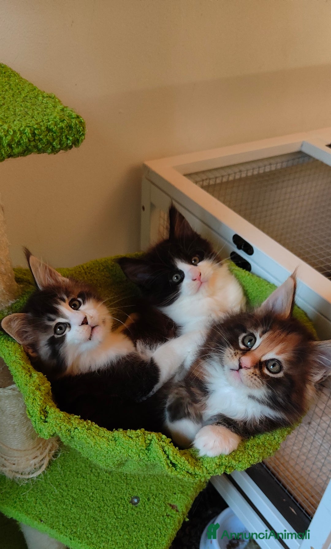 Maine Coon gatti in vendita: piccoli giganti Cattery - Annuncio 4