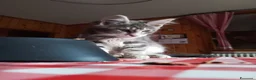 Meticcio gatti in regalo: Maine coon a Provincia di Sondrio - Annuncio 1