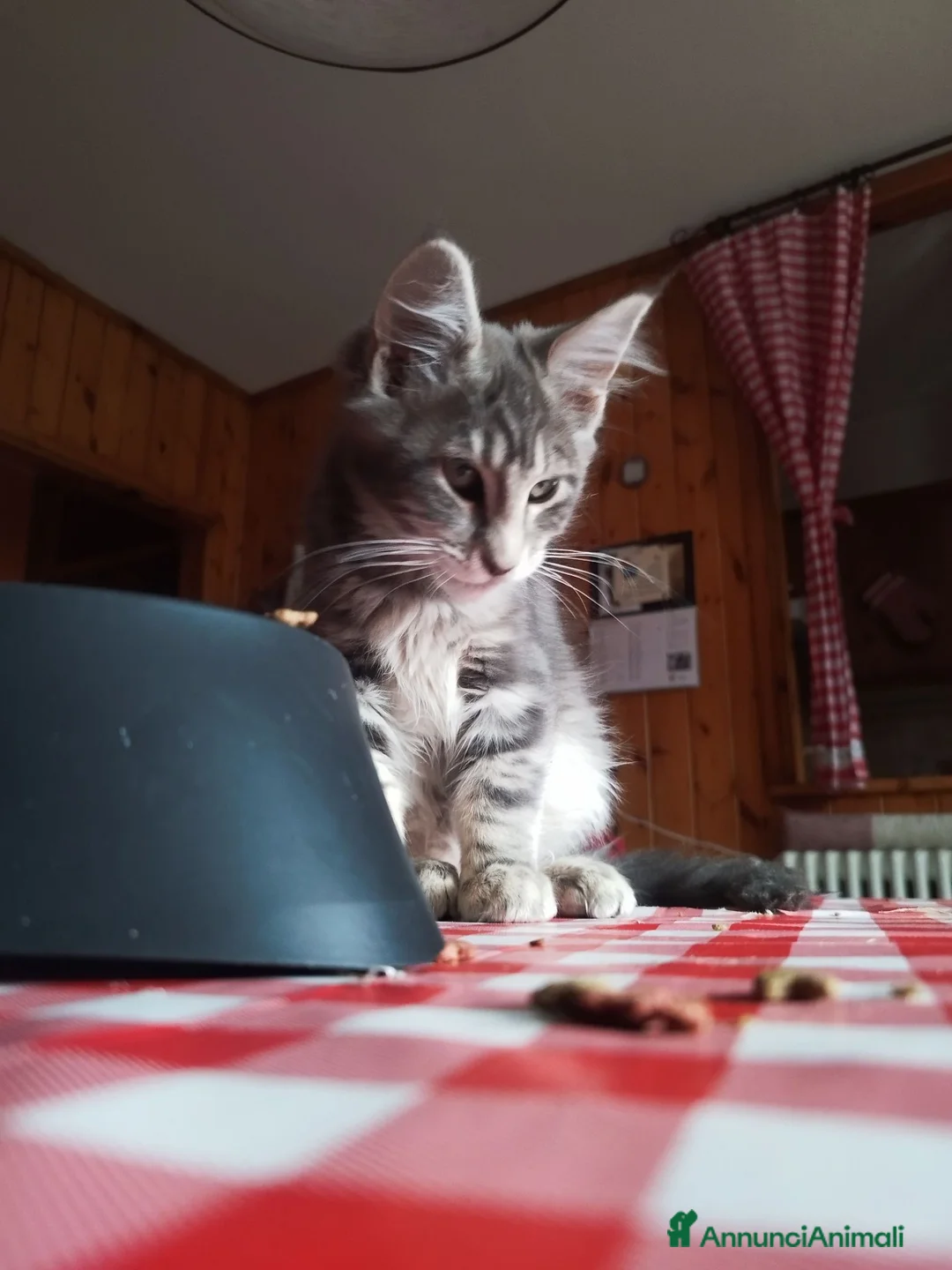 Meticcio gatti in regalo: Maine coon a Provincia di Sondrio - Annuncio 1