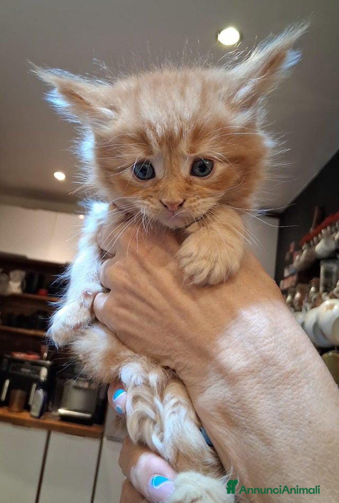 Maine Coon gatti in vendita: Maine coon pedigree - Annuncio 5