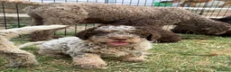 Lagotto cani in vendita: Cuccioli Lagotto Romagnolo  - Annuncio 10