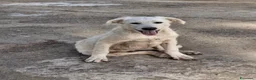 Meticcio cani in regalo: STRUDEL 💙: ADESSO TOCCA ALLE COSE BELLE 😍 a Provincia di Ferrara - Annuncio 12