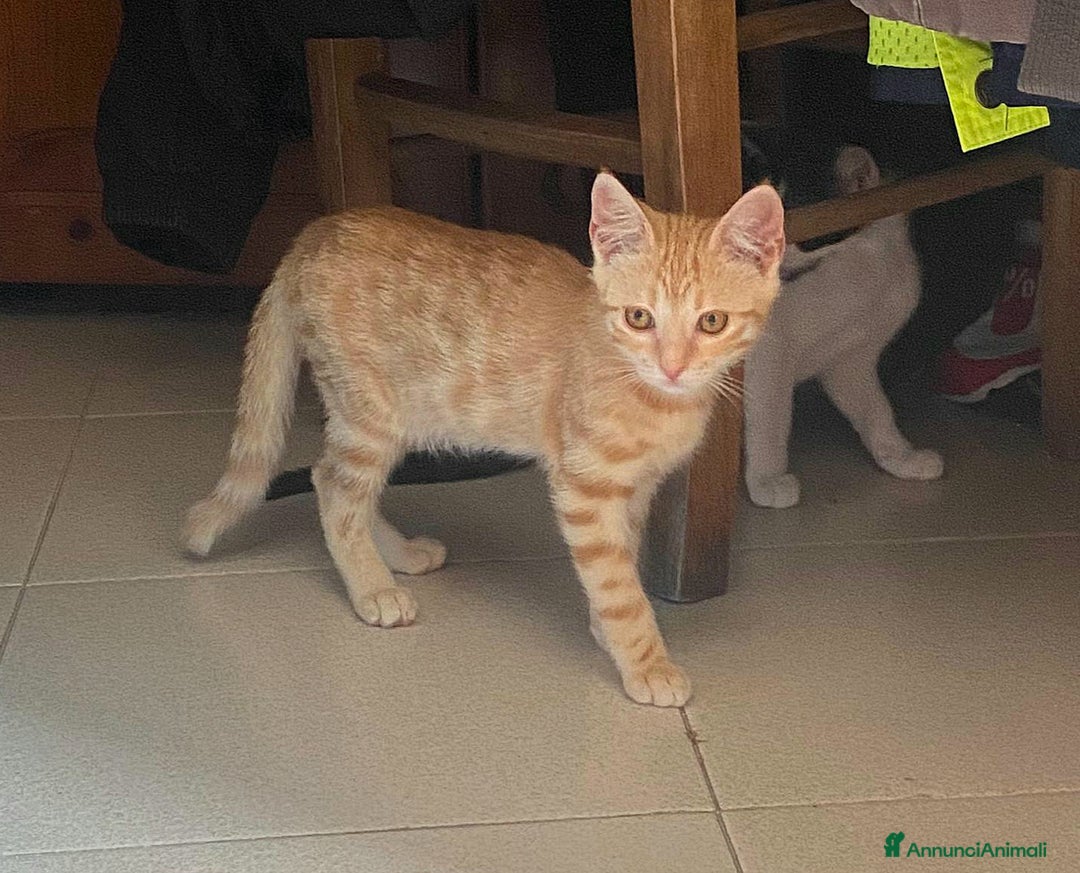 Meticcio gatti in regalo: Astrid gattina di 2 mesi  a Provincia di Teramo - Immagine 2