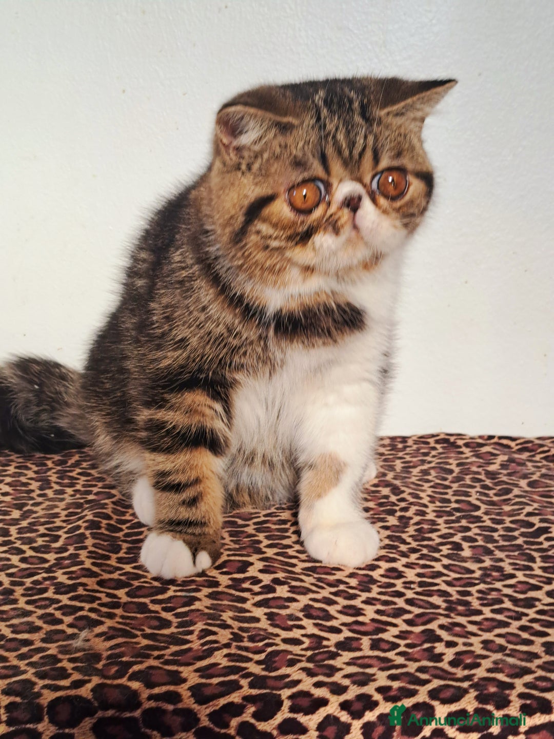 Exotic Shorthair gatti in vendita: Bellissimo cucciolo exotic - Annuncio 4