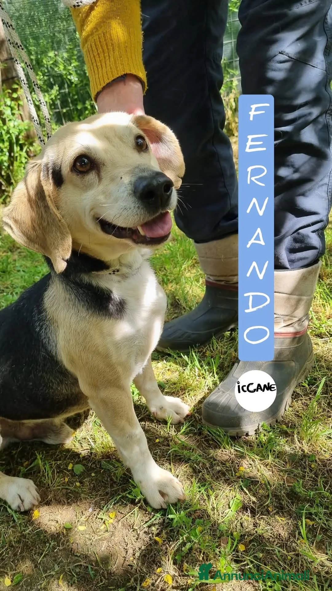 Meticcio cani in regalo: Fernando taglia piccola a Provincia di Viterbo - Annuncio 1