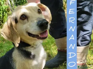Meticcio cani Fernando taglia piccola a Provincia di Viterbo - Annuncio 37