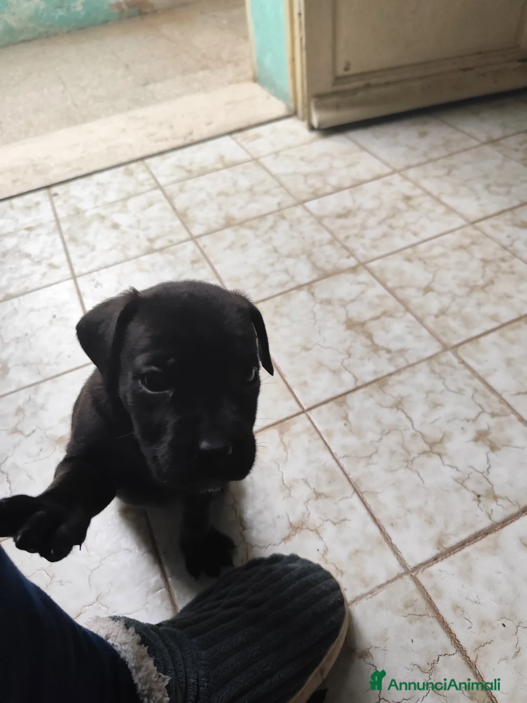 Cane Corso cani in vendita: Cuccioli di cane corso  - Annuncio 4