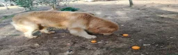 Golden Retriever cani in vendita: GOLDEN RETRIEVER DI LINEA AMERICANA(CUCCIOLATA) - Annuncio 3