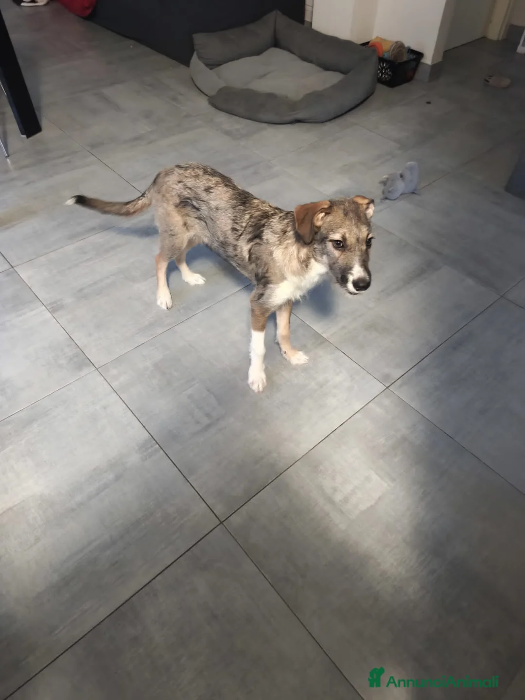 Altre razze cani in regalo: bulma - Annuncio 3