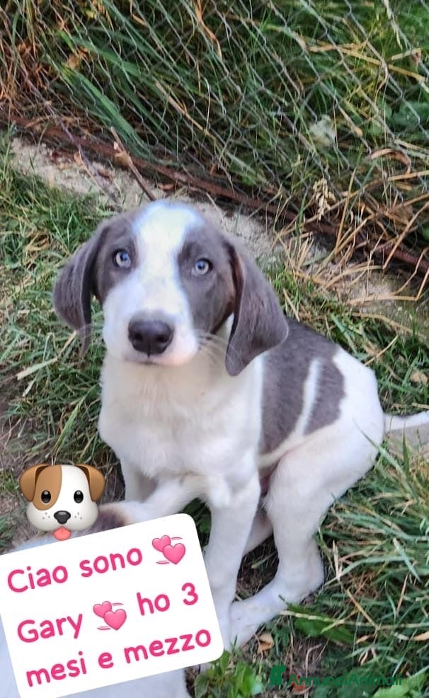 Meticcio cani Gary un cucciolo praticamente bellissimo - Annuncio 41