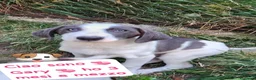 Meticcio cani in regalo: Gary un cucciolo praticamente bellissimo - Annuncio 1
