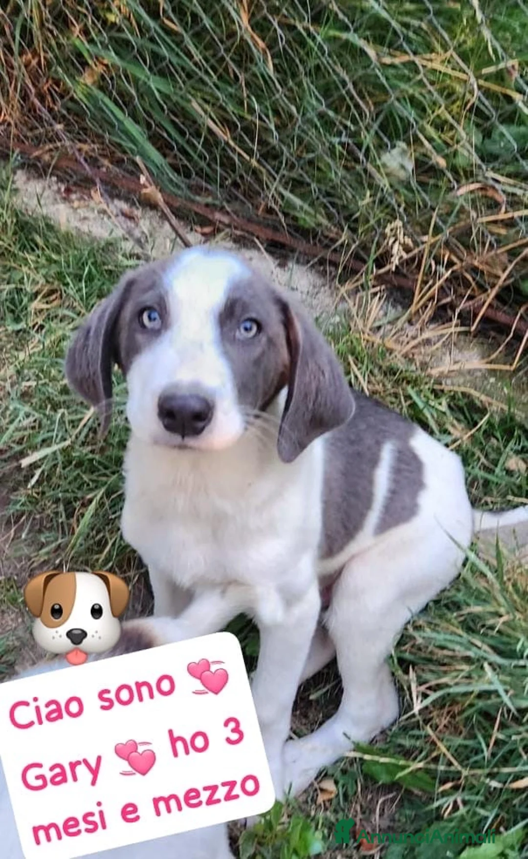 Meticcio cani in regalo: Gary un cucciolo praticamente bellissimo - Annuncio 1