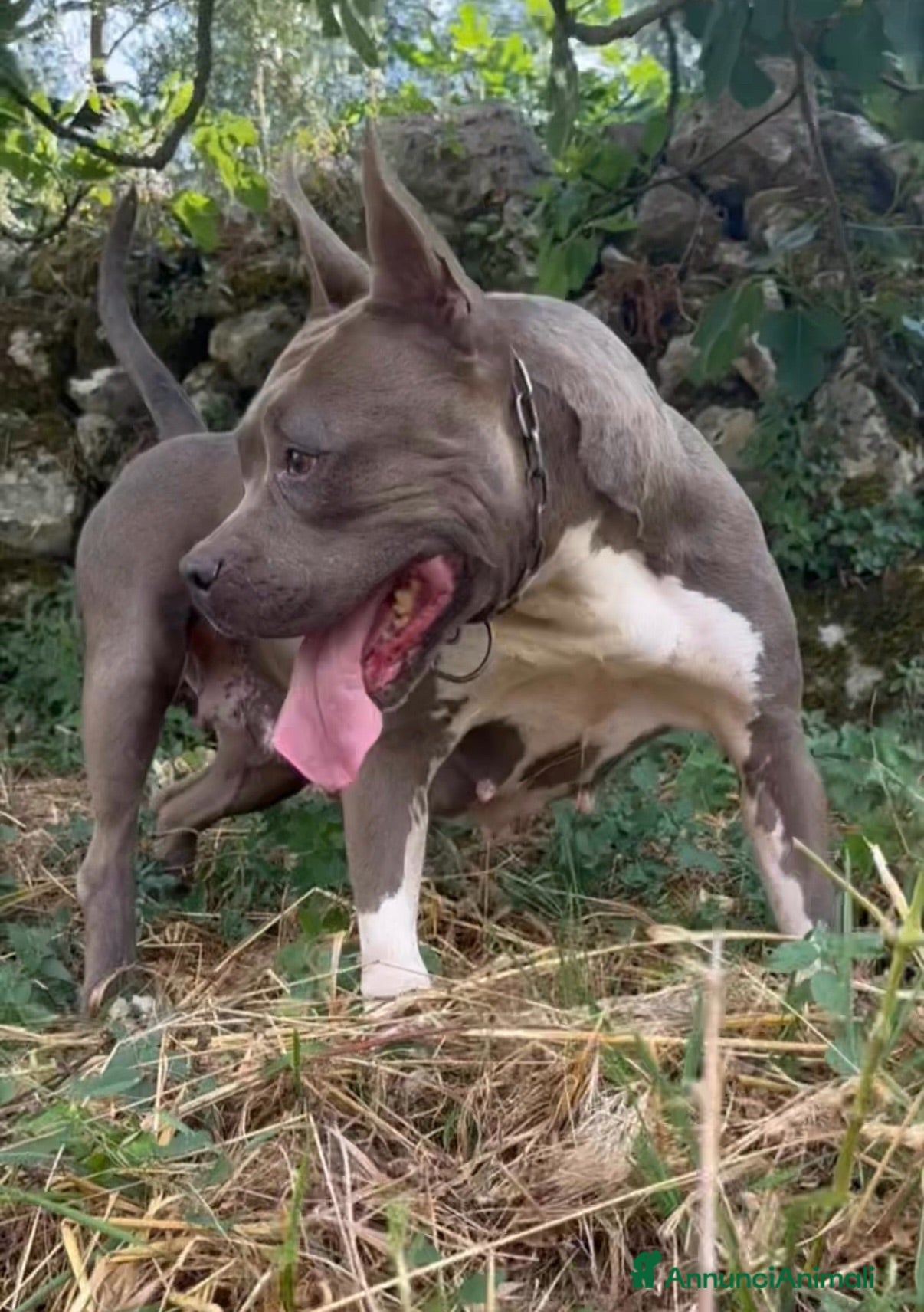 American Staffordshire cani Amstaff in regalo  - Annuncio 18