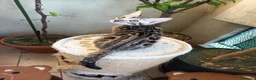 Bengala gatti in vendita: laun splendore cucciola Bengala 🥰  - Annuncio 18