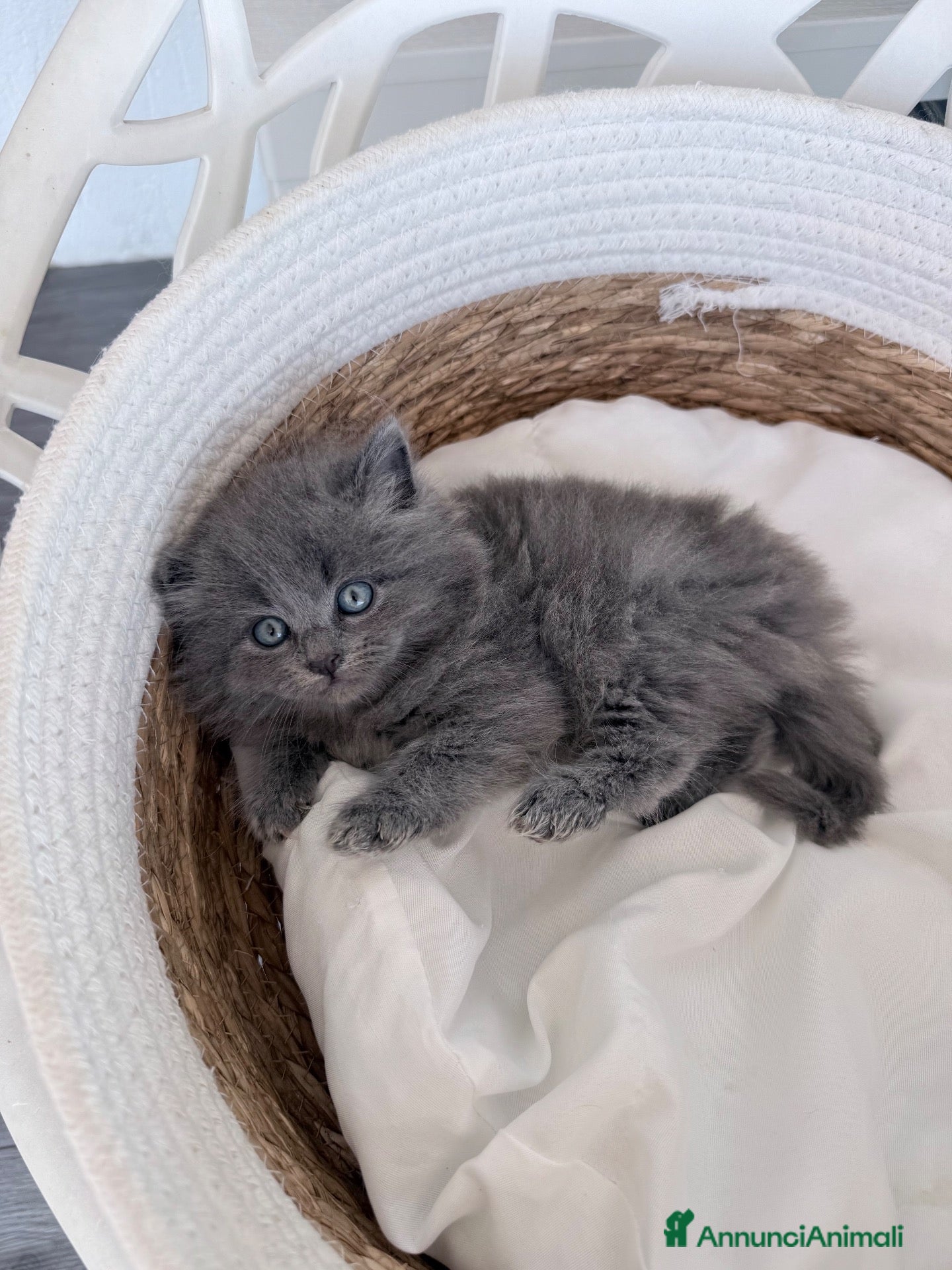 Siberiano gatti Gattini siberiani - Annuncio 1