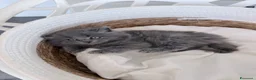 Siberiano gatti in vendita: Gattini siberiani - Annuncio 1