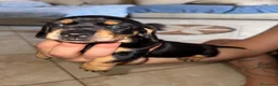 Bassotto Nano cani in vendita: Cucciolo di bassotto maschio  - Annuncio 5