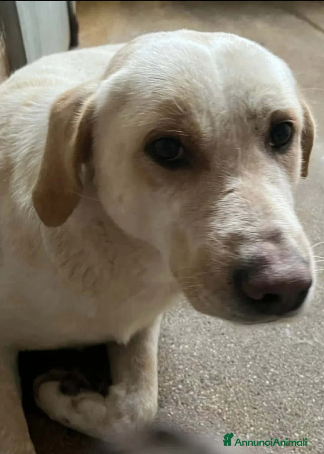 Meticcio cani in regalo: Giosuè 17mesi ora dorme in terra solo in 1box.SUD a Città metropolitana di Milano - Annuncio 3