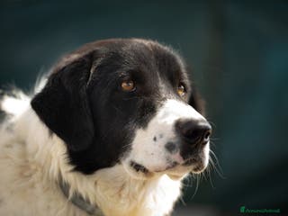 Meticcio cani Panda in adozione - Annuncio 28