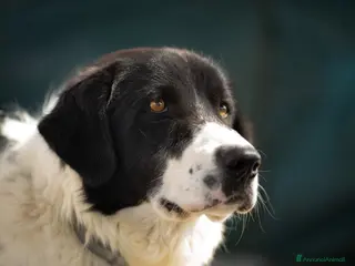 Meticcio cani Panda in adozione - Annuncio 42