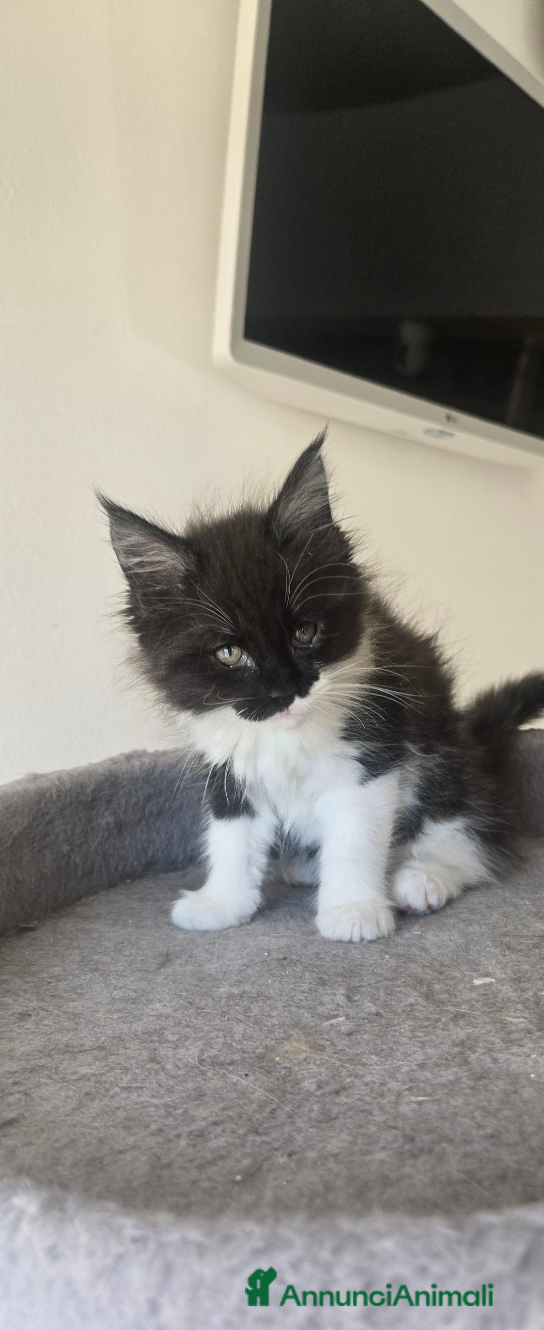 Maine Coon gatti in vendita: Stupenda Cucciola di maine coon pedigree afef - Annuncio 6