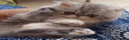 Persiano gatti in vendita: Gattino Persiano Cincillà Silver Tabby - Annuncio 8