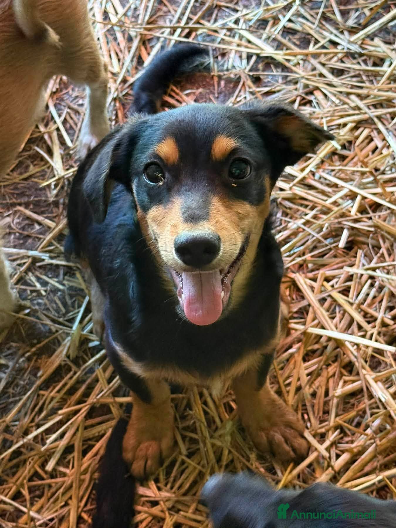 Meticcio cani FELIX, il più simpatico del rifugio! TG PICCOLA - Annuncio 3
