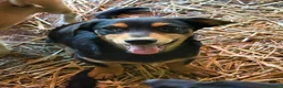 Meticcio cani in regalo: FELIX, il più simpatico del rifugio! TG PICCOLA - Annuncio 1