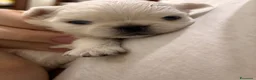Chihuahua cani in vendita: Cucciolo di chihuahua  - Annuncio 4
