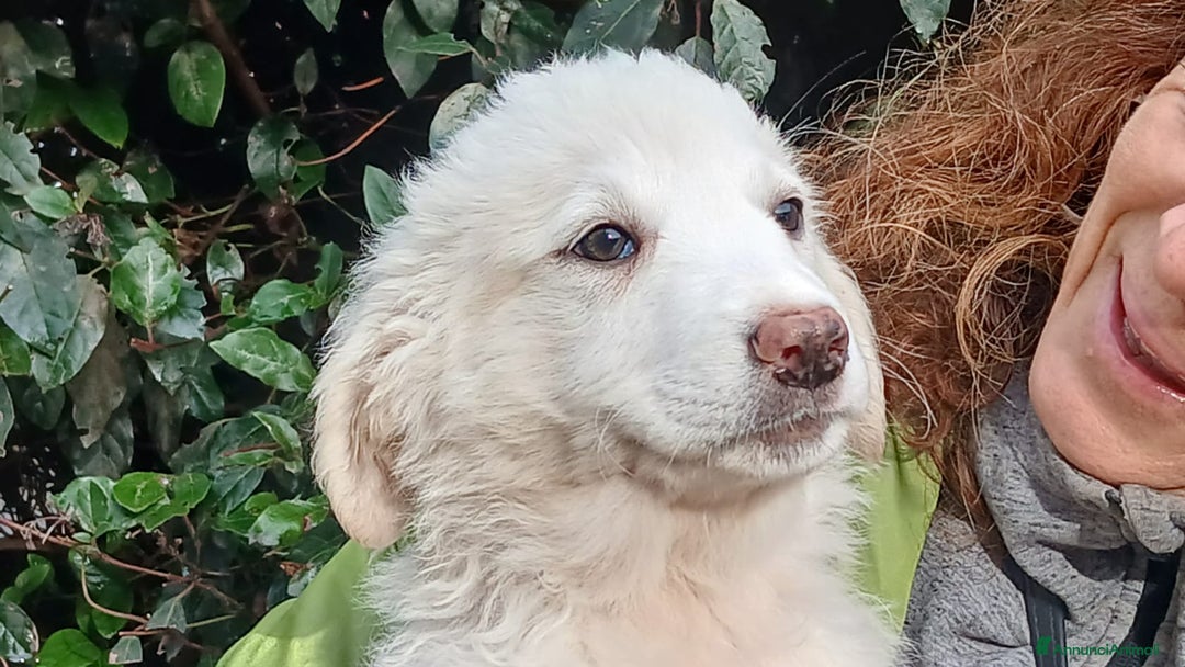 Meticcio cani in regalo: GLORY HA BISOGNO DI UNA FAMIGLIA PER LA VITA - Annuncio 2