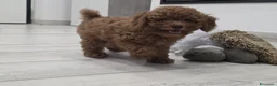 Barboncino cani in vendita: Barboncino nani red - Annuncio 9